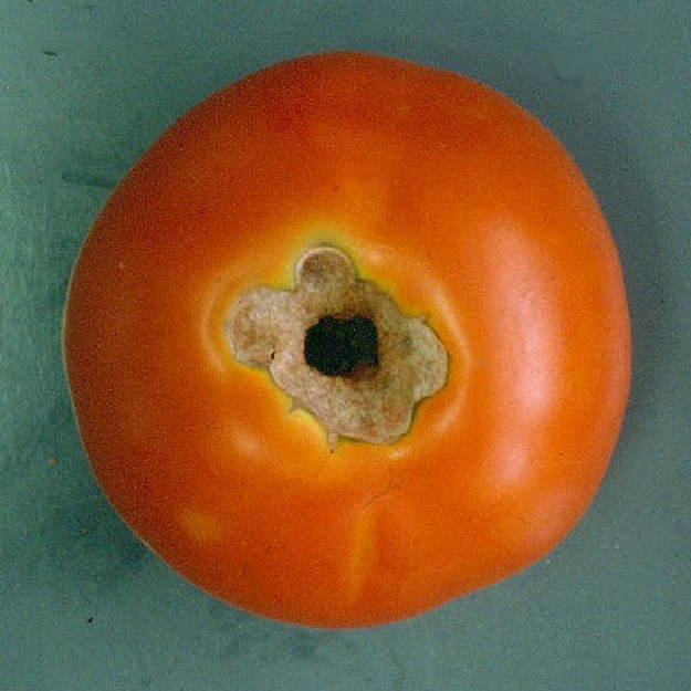 © AGES/Kahrer Reife Tomate mit großem Fraßloch, das von einem braunem Rand umgeben ist