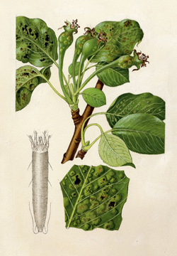 © AGES/Kohlhaas Zeichnung der Birnblattpockenmilbe und des Schadbilds