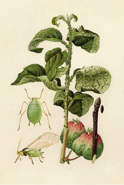 © AGES/Kohlhaas Aquarell von der Grünen Apfelblattlaus (Laus und Schadbild)
