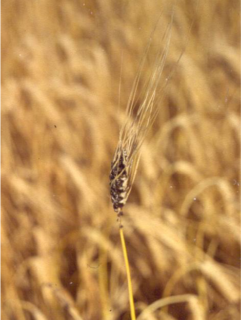 © Weinhappel Befallenen Ähre mit dunklen Sporenlagern in einem Gerstenfeld
