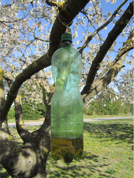 © AGES/Lethmayer Eine grüne 1,5 Liter Plastikflasche mit kleinen Öffnungen im oberen Bereich, die mit einer Lockflüssigkeit (300 ml) gefüllt ist und als Kirschessigfliegen-Falle dient