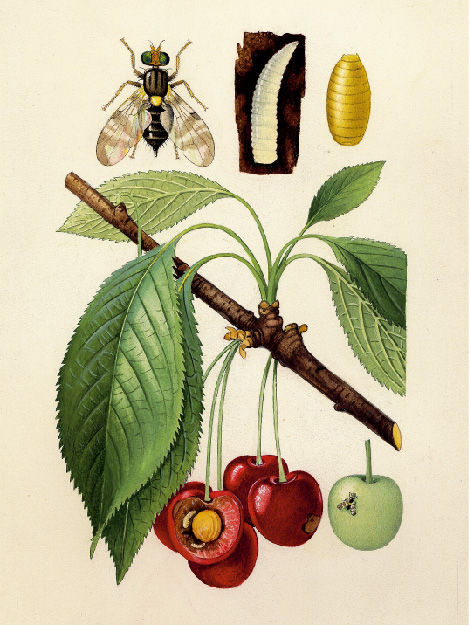 © AGES/Kohlhaas Zeichnung der Fliege, Puppe und Made der Kirschfruchtfliege, sowie Maden in reifen Kirschen