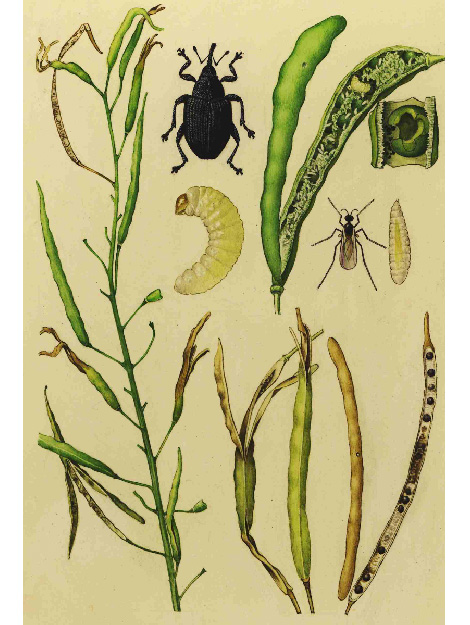 © AGES Illustration des Kohlschotenrüsslers und der Kohlschotengallmücke mit Schadbild