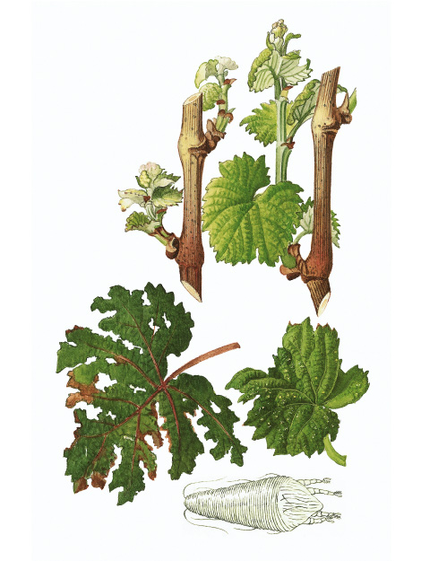© AGES/Kohlhaas Schadbild der Kräuselmilbe, Abbildung zeigt den weißen Körper einer Kräuselmilbe sowie gekräuselte Blätter und verkürzte Internodien
