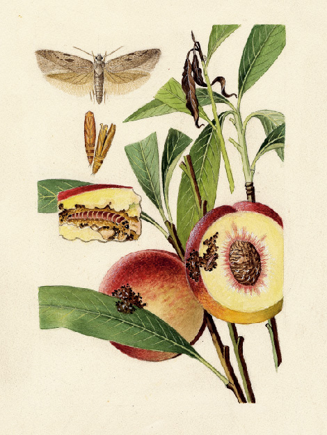 Darstellung des verursachten Schadens der Pfirsichmotten an Obst und Pflanze 
