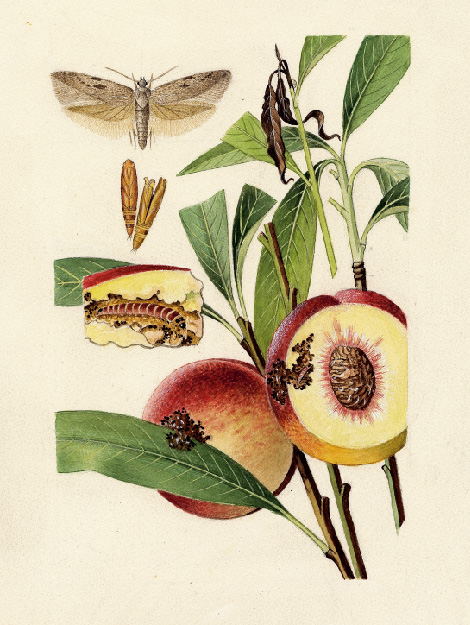 © AGES/Kohlhaas Darstellung des verursachten Schadens der Pfirsichmotten an Obst und Pflanze