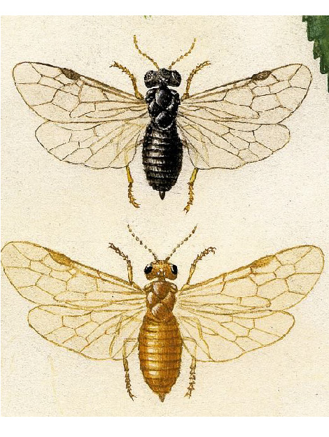 © AGES/Kohlhaas Illustration der Schwarzen und der Gelben Pflaumensägewespe