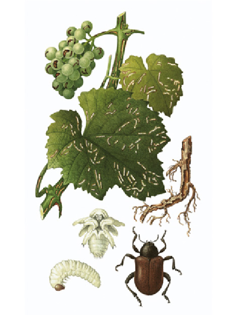 © AGES/Kohlhaas Auf den Trauben und dem Blatt einer Weinrebe sind Fraßspuren zu sehen. Darunter sieht man die Larve, die Puppe und den ausgewachsenen Blattkäfer