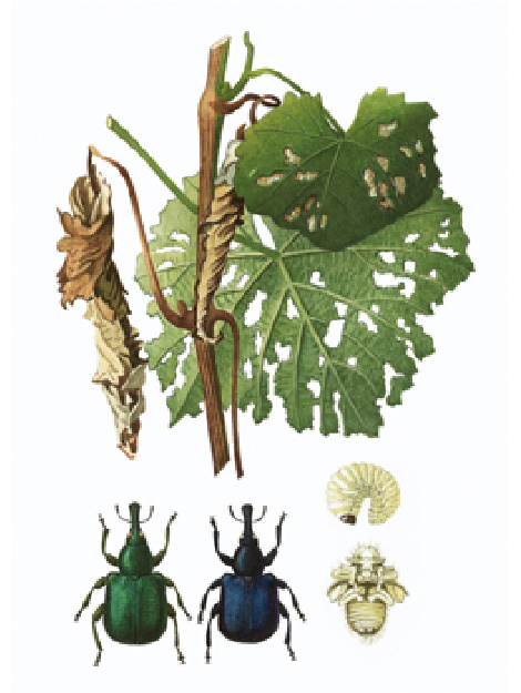 © AGES/Kohlhaas Blätter mit Löchern und angefressenen Rändern, die Blätter sind im Wickel bräunlich gefärbt und eingerollt. Der Käfer in grün und in blau. Die Larve ist weiß mit dunklem Kopf.