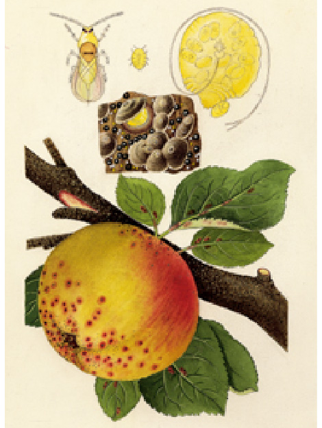Zeichnung der San-José-Schildlaus (Männchen, Larve, Weibchen) und den verursachten Schaden (rote Punkte) auf Apfel 