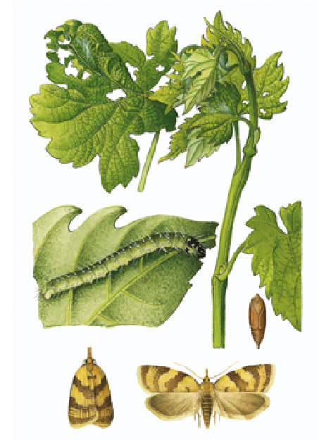 © AGES/Kohlhaas Zeichnung einer Raupe, Puppe und des erwachsenen Springwurmwicklers sowie das Schadbild