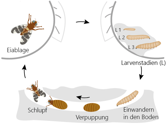© AGES/Seitner Lebenszyklus der Walnussfruchtfliege