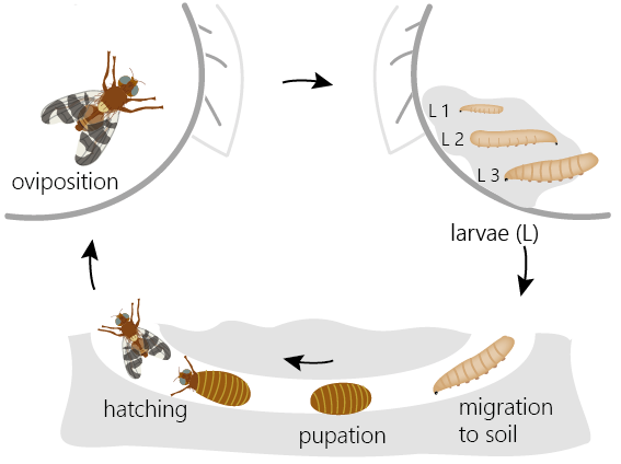 © AGES/Seitner Life cycle of Rhagoletis completa