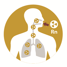 Radon-Ausbreitung in der Lunge