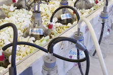 Laboratory arrangement for biogas production