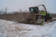 © AGES/Gansberger, Mayr Sida harvesting with a forage harvester; row-independent cutting unit