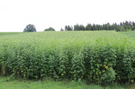 AGES/ Gansberger, Mayr Sida stand in the second year of vegetation at the beginning of flowering.