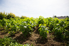 © AGES/Nemenz Sida - seedlings in the first year of establishment