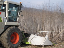 AGES Harvesting of the Sida stand with a forage harvester