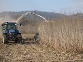 © AGES/Gansberger, Mayr Sida harvesting with a forage harvester; row-independent cutting unit