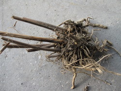 © AGES/Gansberger, Mayr Sida rootstock