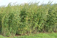 AGES/ Gansberger, Mayr Sida stock at the end of flowering