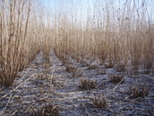 AGES Sida plants during plot harvesting