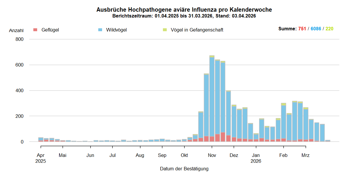 Verlaufsgrafik der letzten zwölf Monate zu HPAI-Ausbrüchen in Europa: In den Sommermonaten nur wenige Ausbrüche in Europa. Mit Beginn der HPAI-Saison 2025/2026 steigen ab September 2025 die Ausbruchszahlen bei Wildvögeln stark an. Vermehrt sind auch Geflügelbestände und Vögel in Gefangenschaft in Europa betroffen. Nach dem Höhepunkt der Ausbrüche im November 2025 sank die Zahl der Ausbrüche bis Januar, steigen dann jedoch bis März wieder. Ab März ist erneut ein Absinken der Ausbruchszahlen zu beobachten, die Zahl bleibt jedoch auf hohem Niveau.