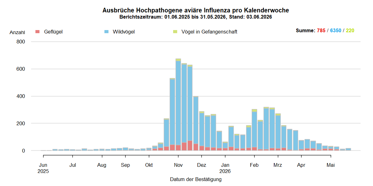 Verlaufsgrafik der letzten zwölf Monate zu HPAI-Ausbrüchen in Europa: In den Sommermonaten 2025 nur wenige Ausbrüche in Europa. Mit Beginn der HPAI-Saison 2025/2026 steigen ab September 2025 die Ausbruchszahlen bei Wildvögeln stark an. Vermehrt sind auch Geflügelbestände und Vögel in Gefangenschaft in Europa betroffen. Nach dem Höhepunkt der Ausbrüche im November 2025 sank die Zahl der Ausbrüche bis Januar, steigen dann jedoch bis März wieder. Ab März ist erneut ein Absinken der Ausbruchszahlen zu beobachten, die Zahl bleibt jedoch auf hohem Niveau. Ab April sinken die Ausbruchszahlen in Europa deutlich und im Mai gehen die Ausbrüche weiter stark zurück.   