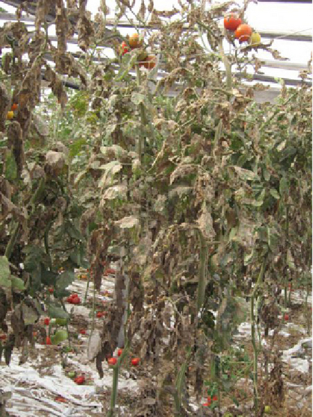 © Minuto, CERSAA Schäden an Tomatenpflanzen mit vertrockneten Blättern durch den Befall der Tomatenminiermotte