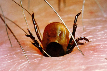 Adult female tick during the last blood meal (Enlarges Image in Dialog Window)