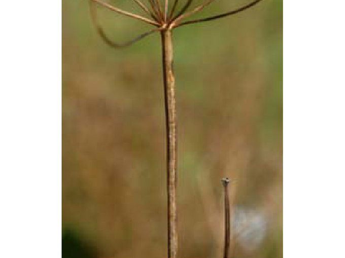 Kümmelpflanze mit bräunlichen Flecken am Stängel