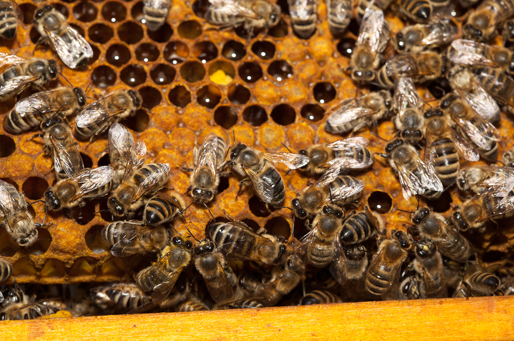 Bienen
