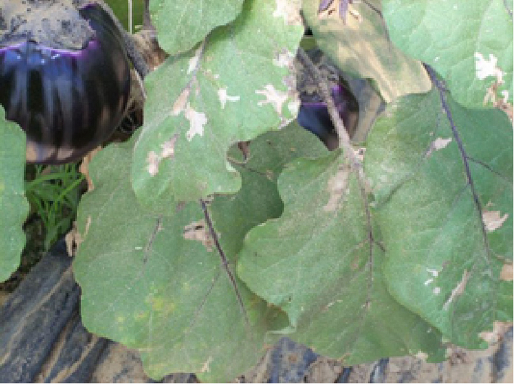 © Giurata, Vittoria Schadsymptomatik an Blättern einer durch Tomatenminiermotten befallenen Melanzanipflanze