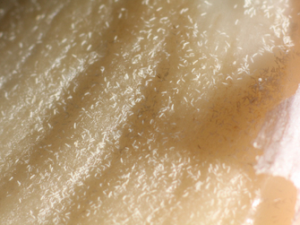 Großaufnahme einer Knoblauchzehe, die mit vielen winzigen Milben befallen ist, erkennbar als unzählige kleine Punkte
