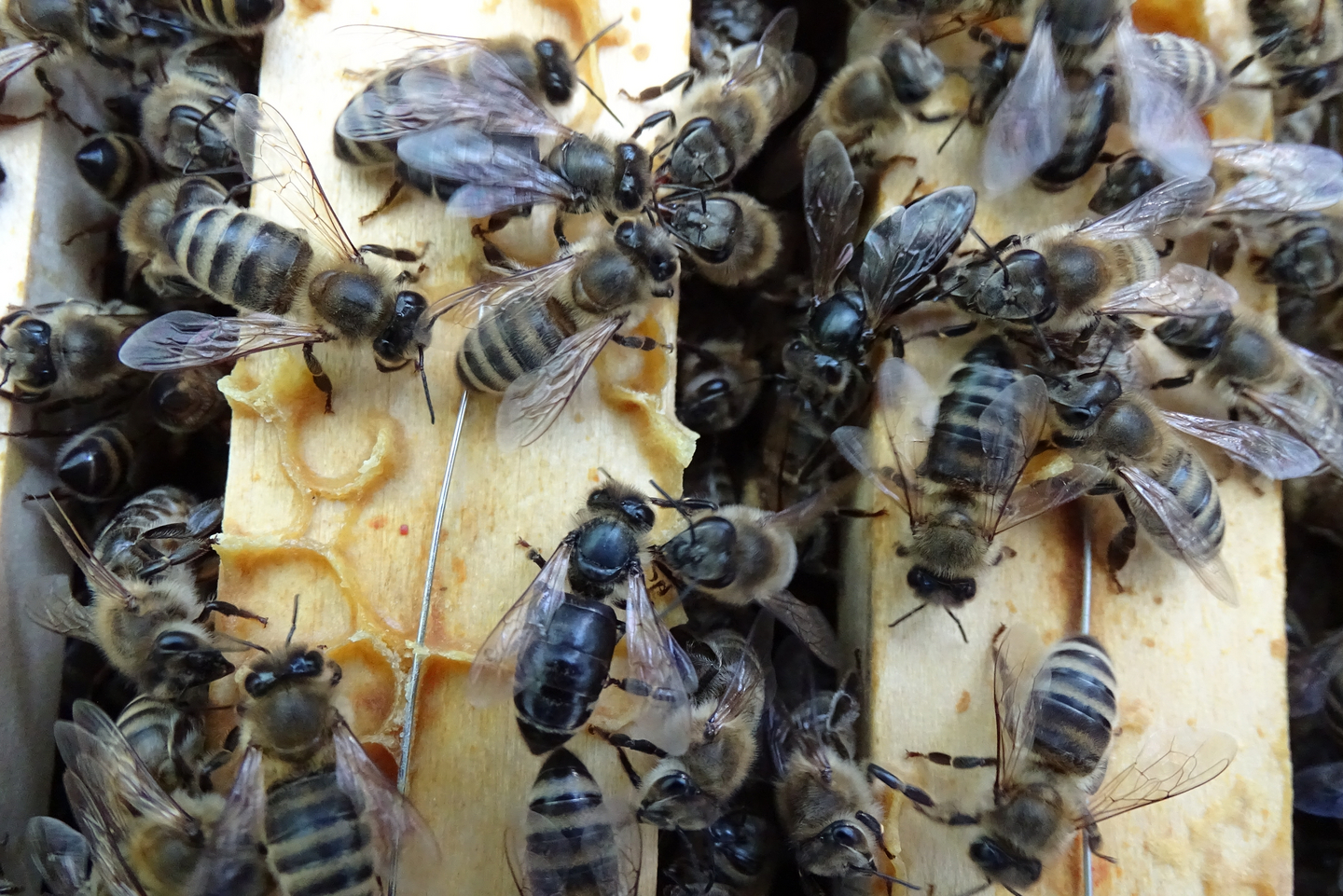 Bienen / Schittenhelm