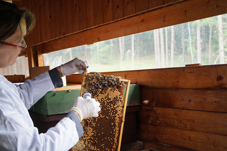 Die Probenehmerin entnimmt standardmäßig Bienenproben zur Analyse des Varroa-Befalls und verschiedener Krankheiten. (Vergrößert das Bild in einem Dialog Fenster)