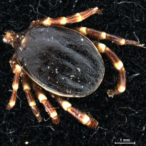 © Georg Duscher Hyalomma marginatum