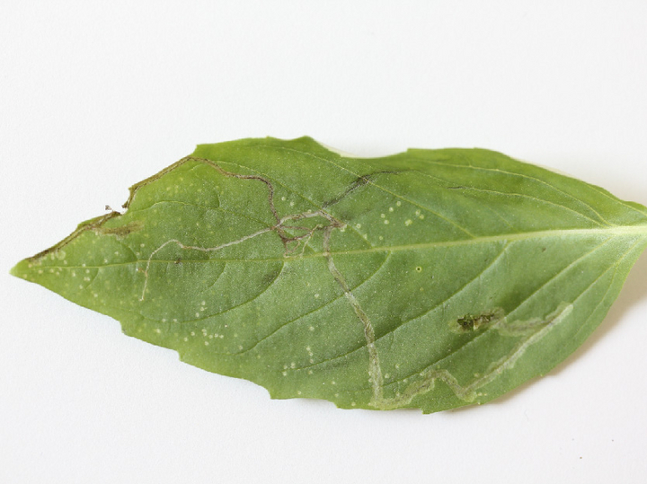© AGES Blatt mit Miniergängen und Saugpunkten