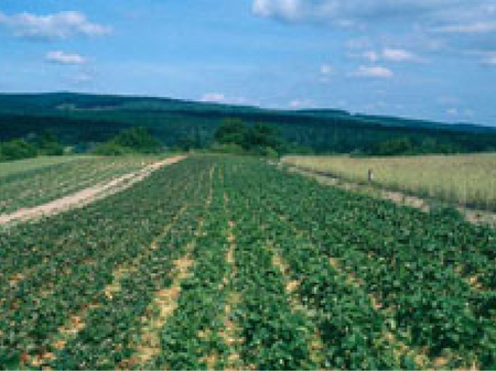 © AGES Sortenanfälligkeit. In diesem Erdbeerfeld sind zwei Sorten im Juli nach der Ernte zu sehen. Links die anfällige Sorte ‚Lambada’, rechts die weniger anfällige Sorte ‚Kimberly’.