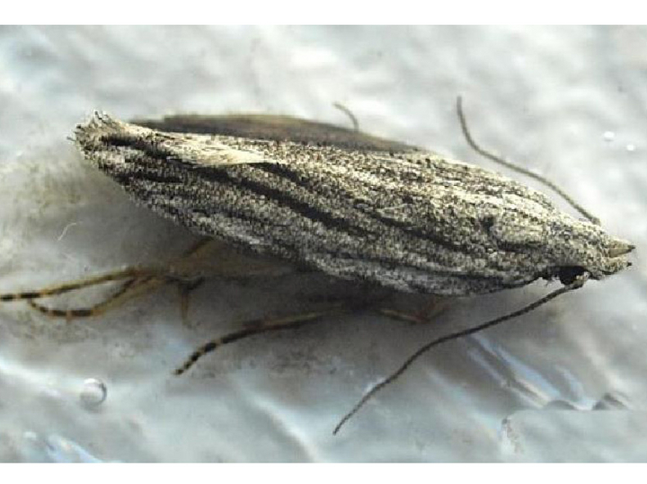 © Tomislav Jemrić, University of Zagreb, Faculty of Agriculture, Department of Pomology, Zagreb, Croatia erwachsene Pfirsichmotte