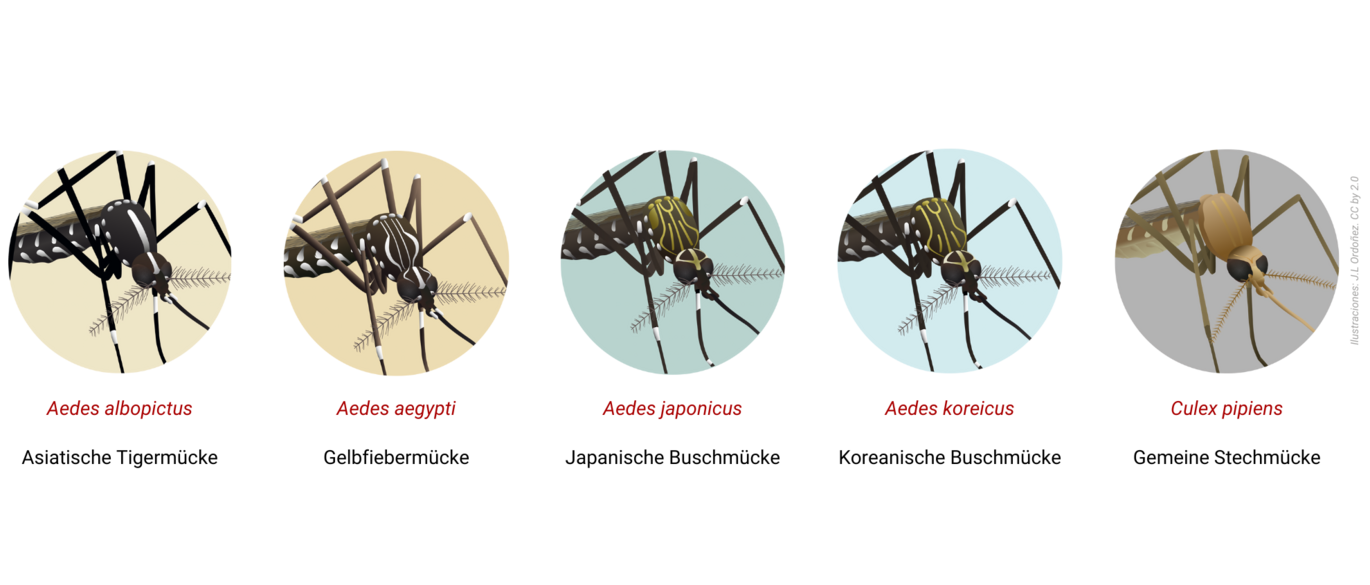© www.mosquitoalert.com Bilder verschiedener Gelsen