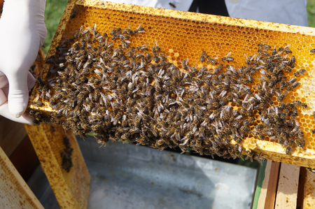 © AGES Die Bienen jedes Probenvolkes werden sorgfältig auf Anzeichen von Krankheiten und Parasiten untersucht. (Vergrößert das Bild in einem Dialog Fenster)