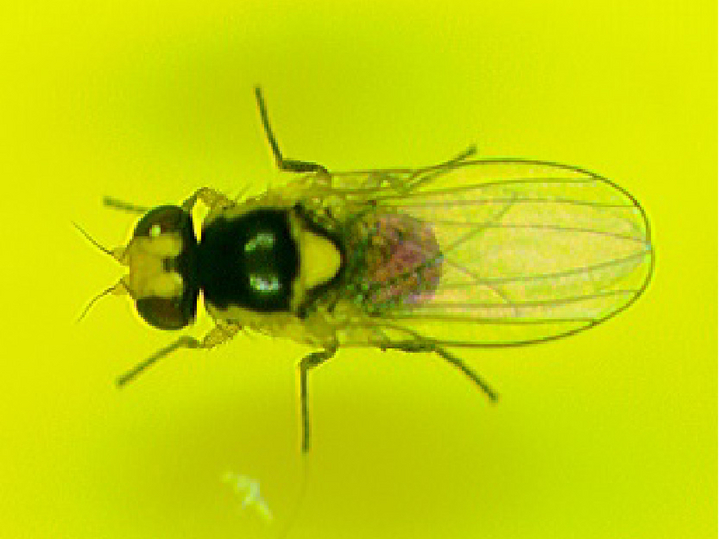 © AGES Minierfliege mit gelbem Rückenschild