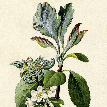 Aquarell des Schadbilds von Apfelmehltau an Blüten, Trieben und Blättern