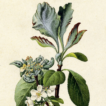 ©AGES/Kohlhaas Aquarell des Schadbilds von Apfelmehltau an Blüten, Trieben und Blättern