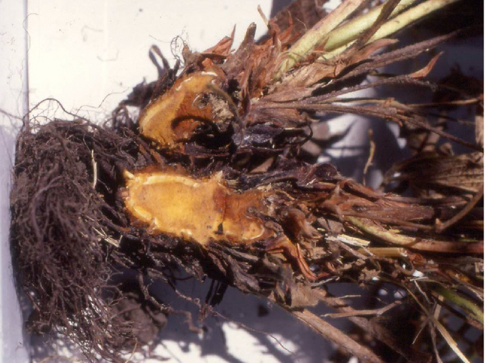 © AGES Längs aufgeschnittenes Rhizom einer Erdbeerpflanze, welche rotbraune Verfärbungen aufweist