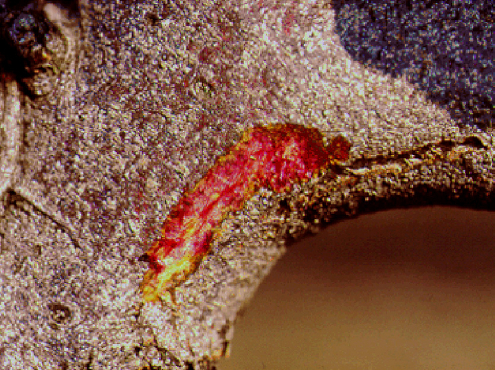 © AGES Riss in der Rinde, rot gefärbt