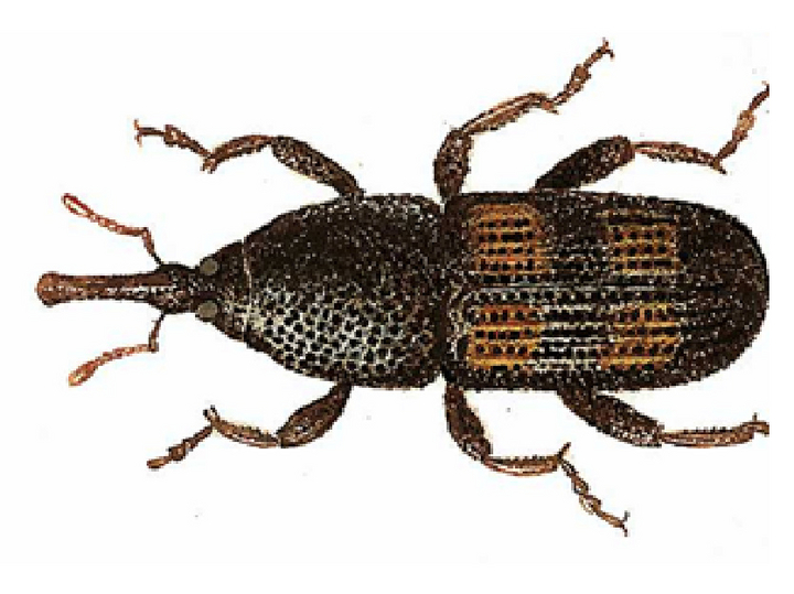 © AGES/Kohlhaas Adulter Reiskäfer mit rüsselartigem Kopf und rotbrauner Färbung an den Flügeldecken