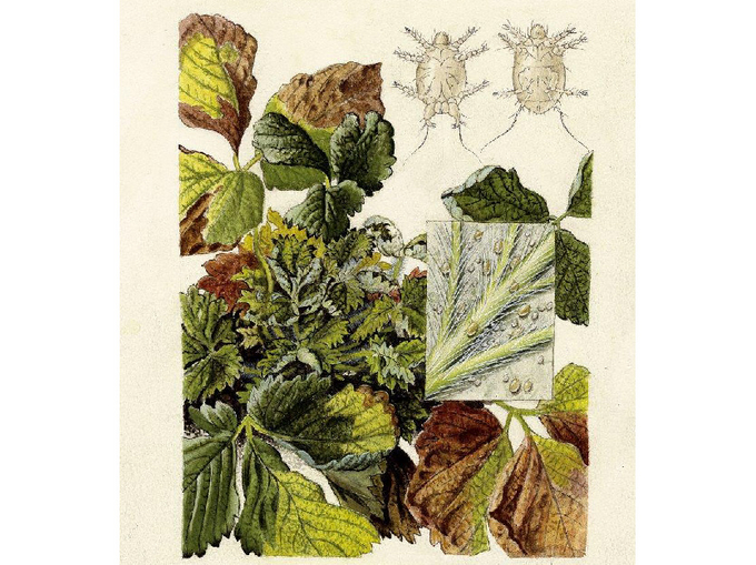 © AGES/Kohlhaas Zeichnung von männlichen und weiblichen Erdbeermilben und das durch sie verursachte Schadbild